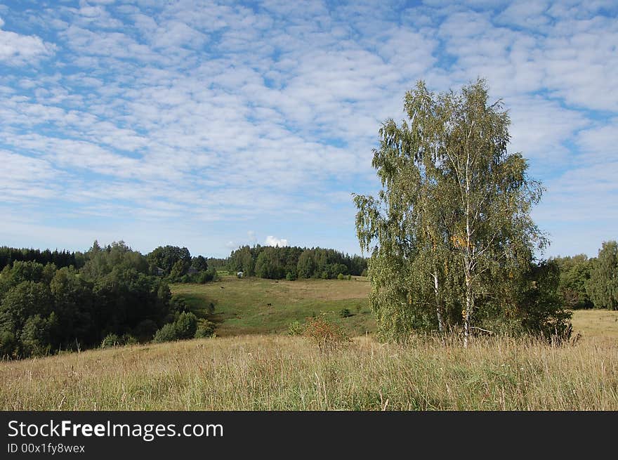 Birch in field