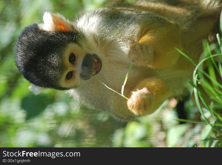 A juvenile Black Headed Squirrel Monkey