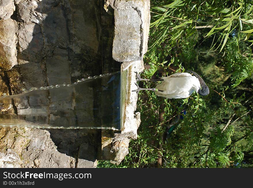 Bird By Waterfall