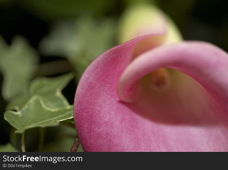 Close up of a bright pink Cala Lily and ivy