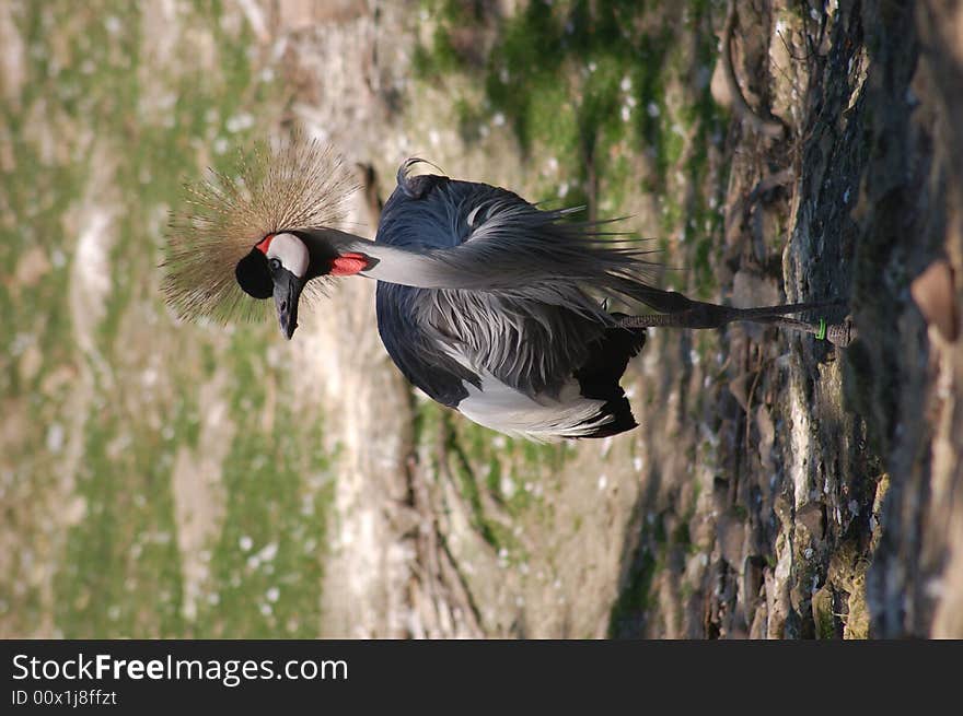 Crowned crane