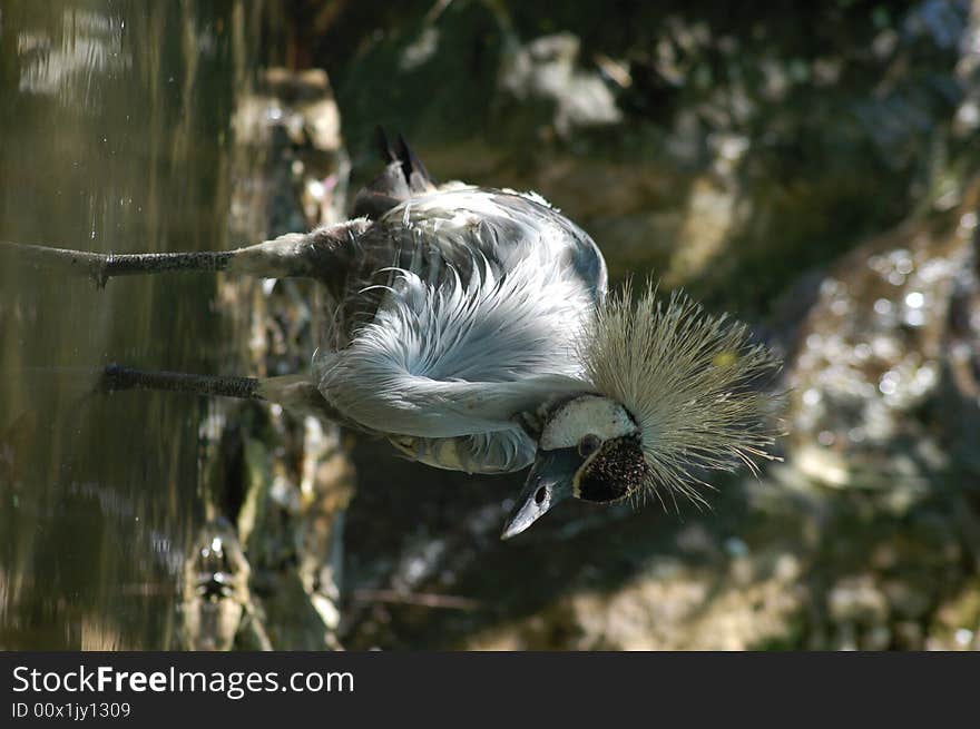 Portrait of a crowned crane in park