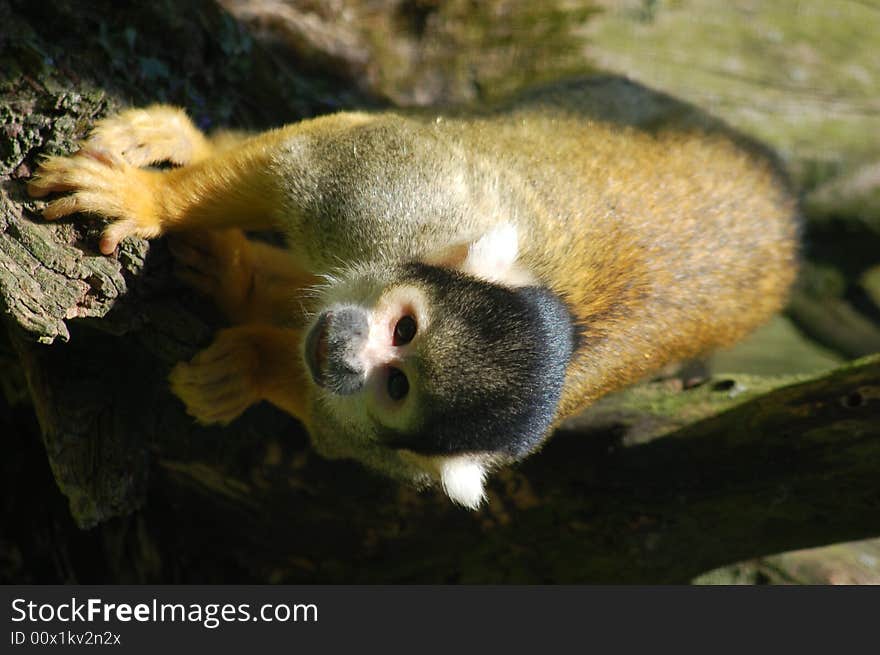 A juvenile Black Headed Squirrel Monkey