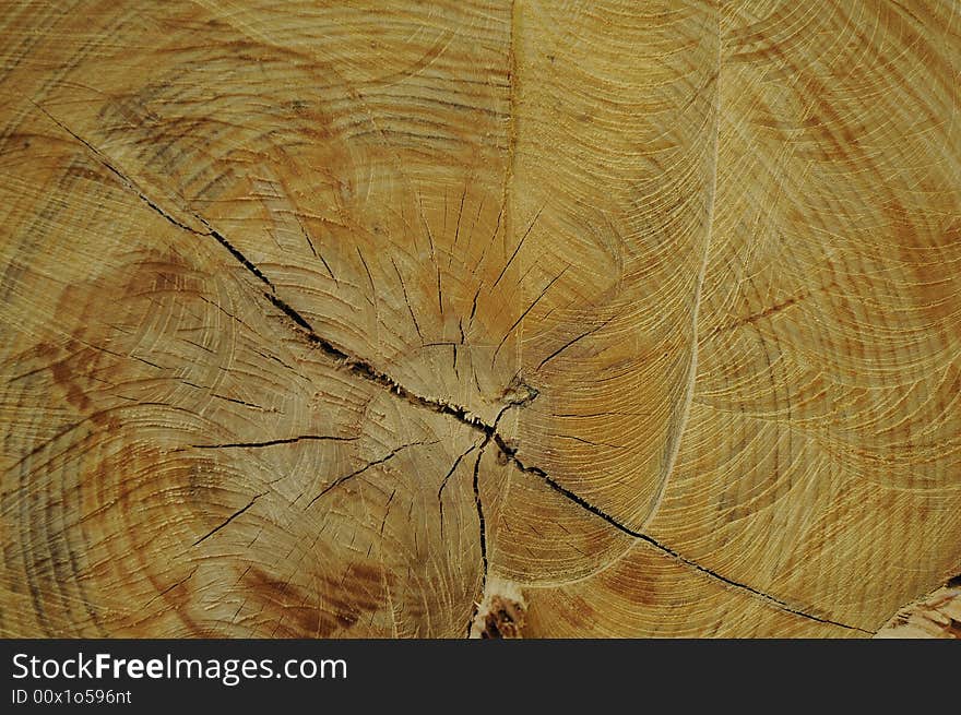 Wooden structure - detail of cutted tree