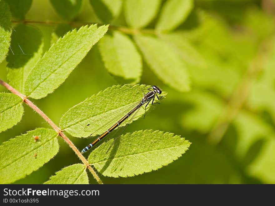 Dragonfly