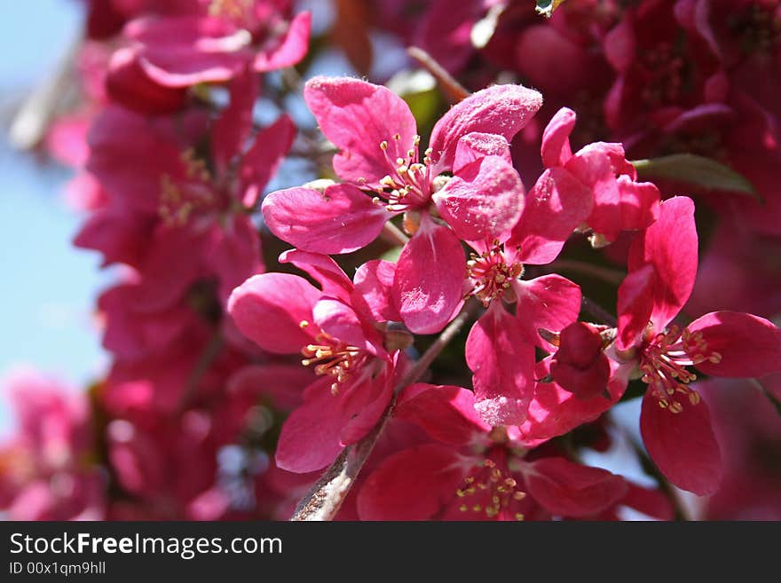 Pink Petals