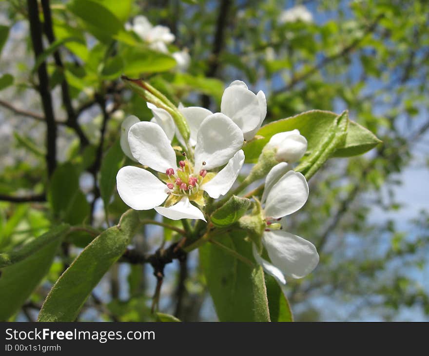 Pear Blossoms