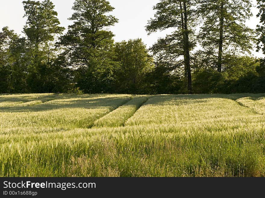 Corn Field And Wheat Crop