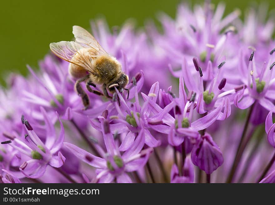 This picture of flower with bee was take at Brookly Botanical Garden, NYC. This picture of flower with bee was take at Brookly Botanical Garden, NYC.