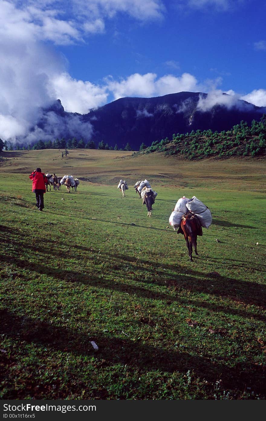 A team of packed horses and mules marching through the mountains, taken in yunnnan, china. A team of packed horses and mules marching through the mountains, taken in yunnnan, china