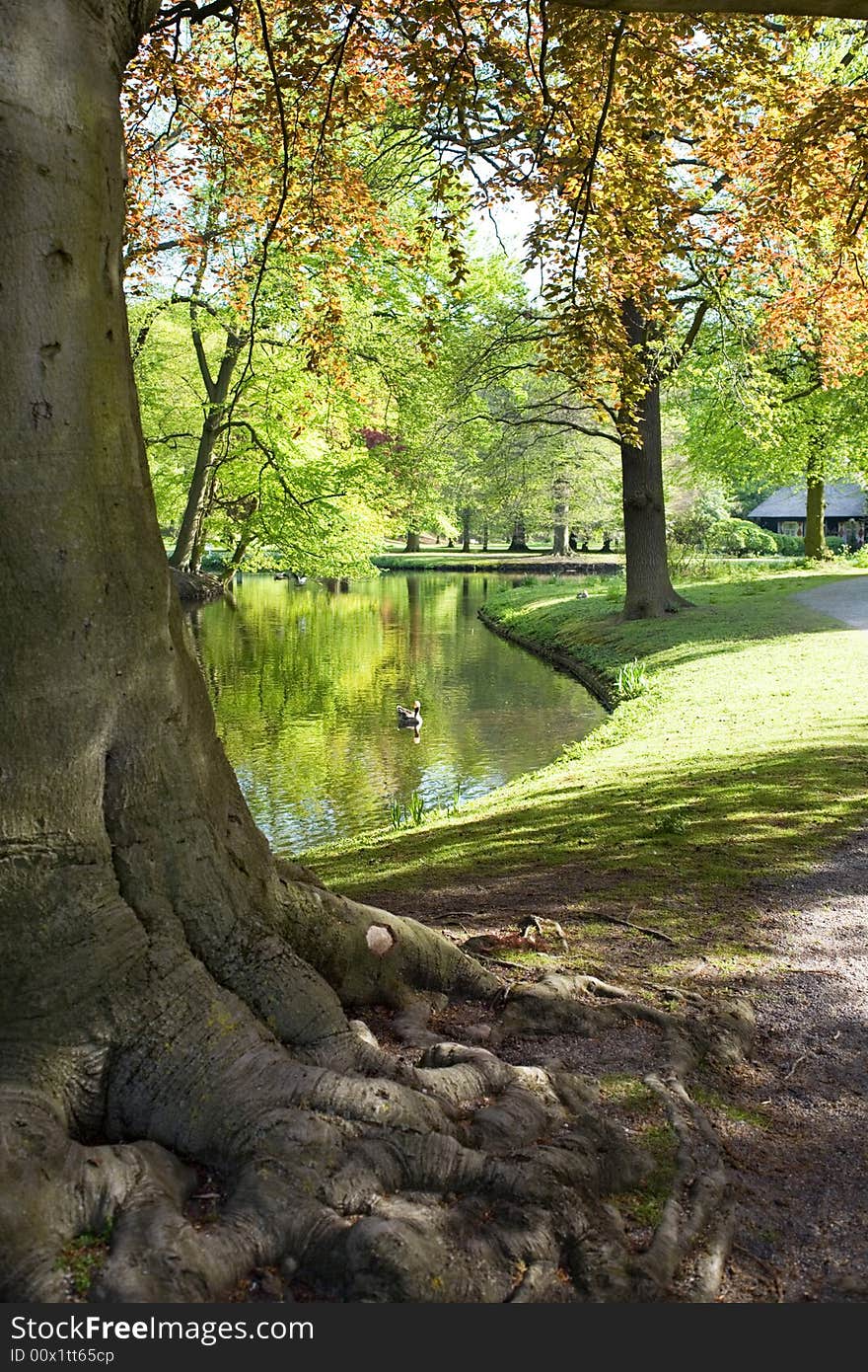 Old tree near water in spring park. Old tree near water in spring park