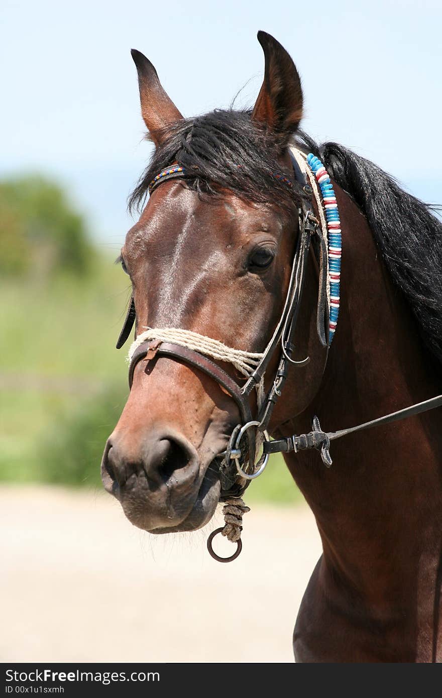 Horse portrait.Horse farm,Nice clean horse stables. Good lighting and color. Great detail.