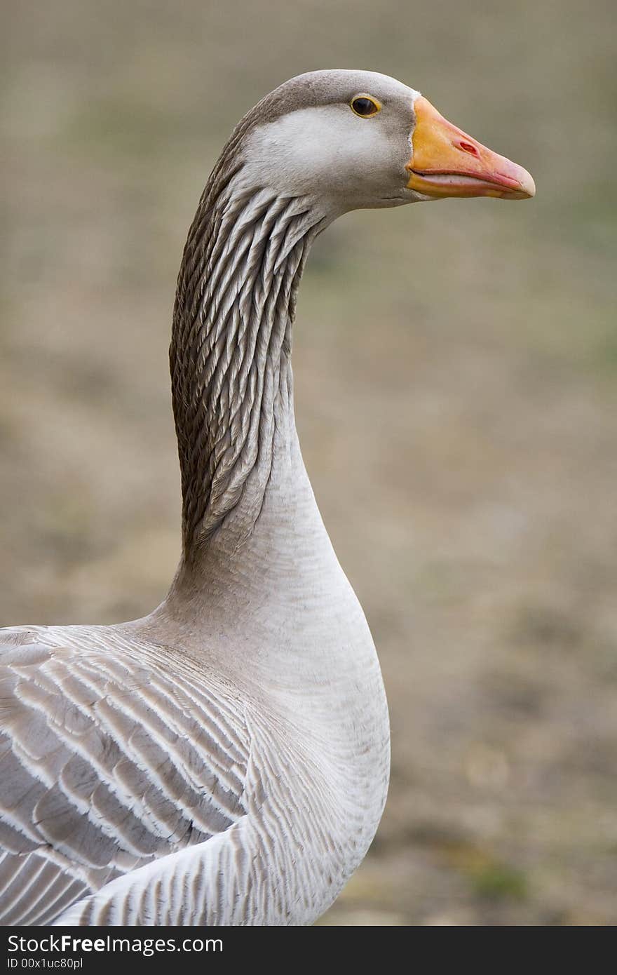 Portrait of a domestic goose on a farm. Portrait of a domestic goose on a farm