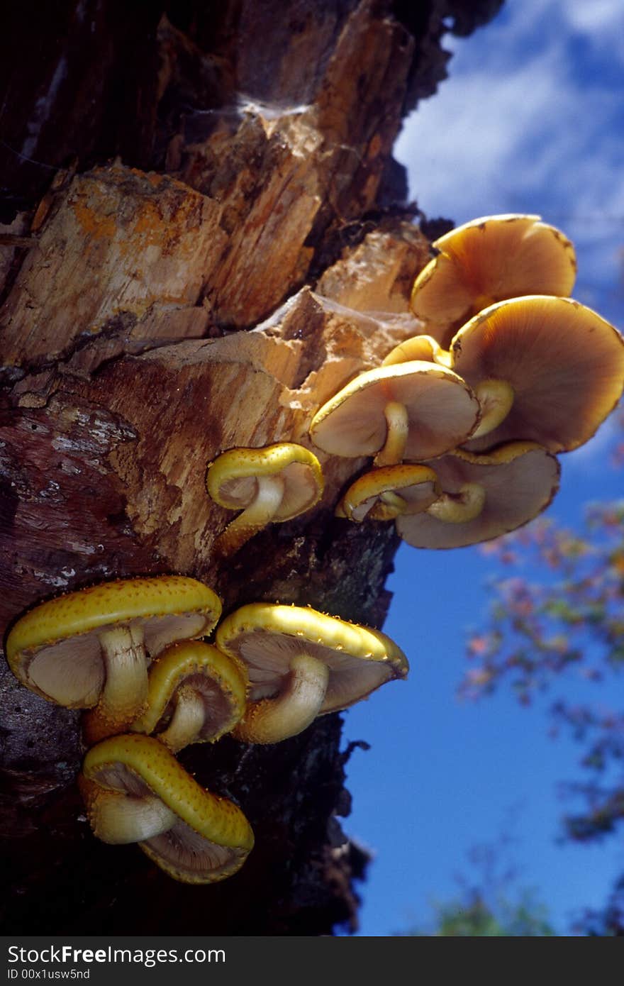 Beautiful mashroom growing on a tree, southeast of china