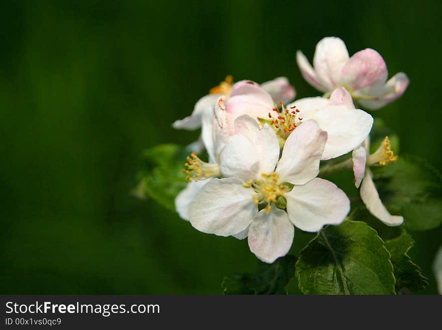 Apple blossom_1