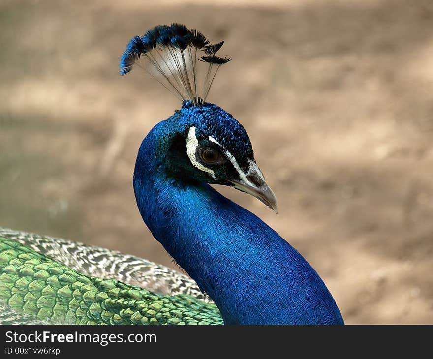 Peacock