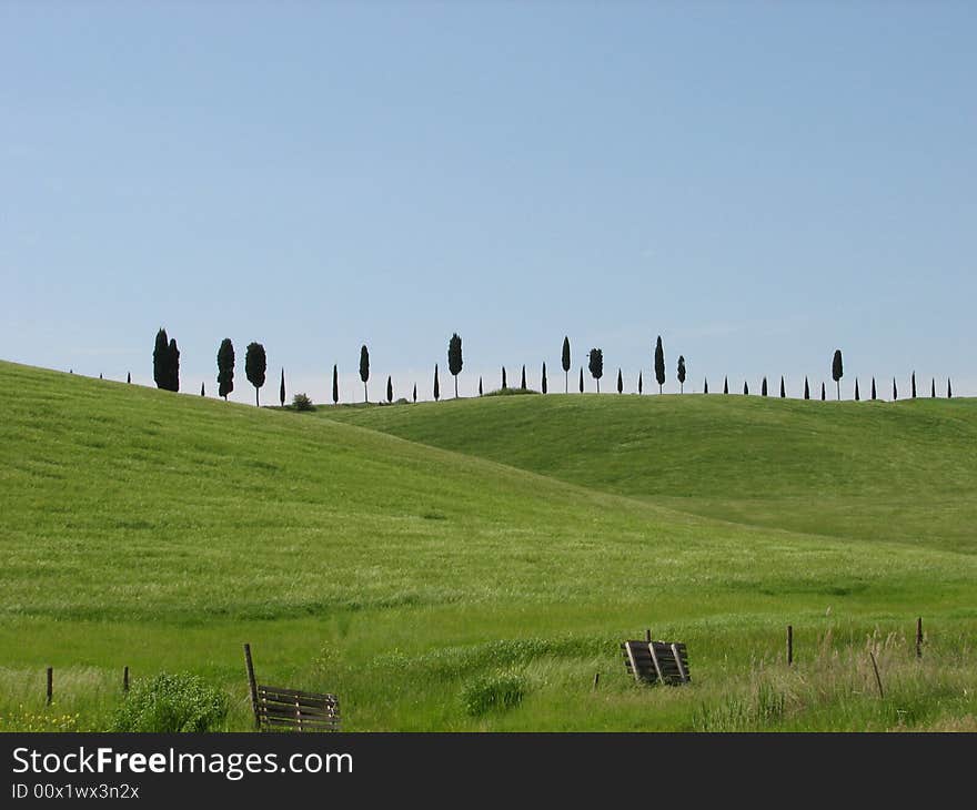 Tuscany Trees