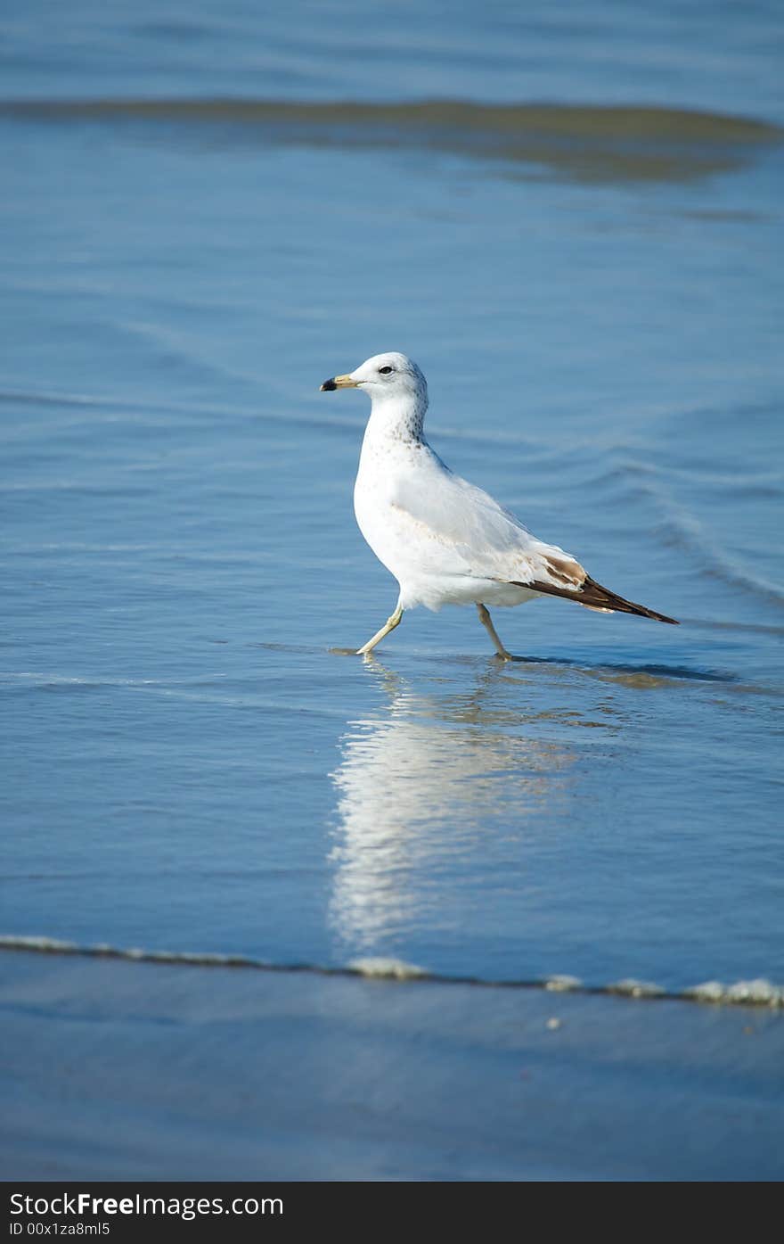 Gull on the Beach