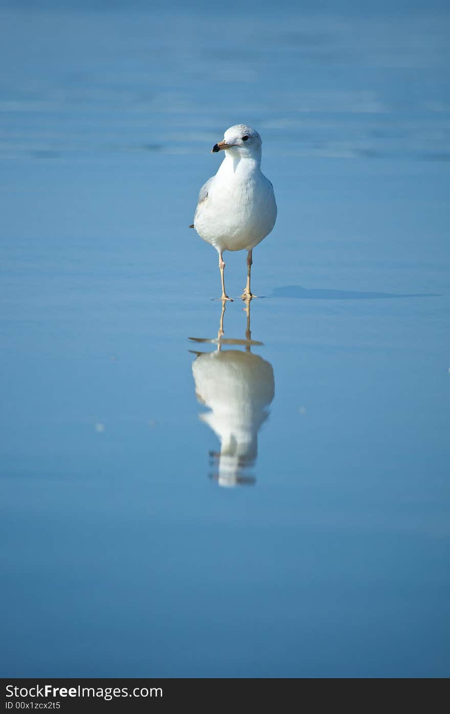 Gull on the beach with reflections in the water