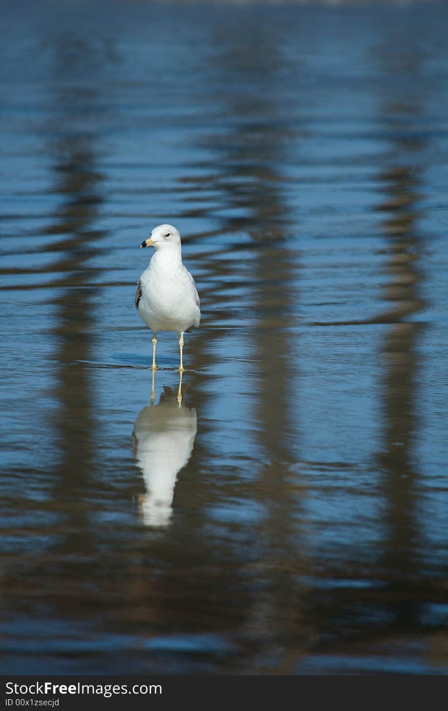 Gull on the Beach