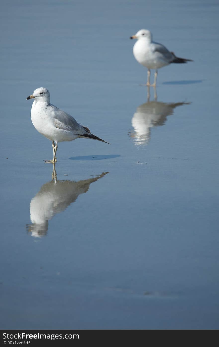 Gull On The Beach