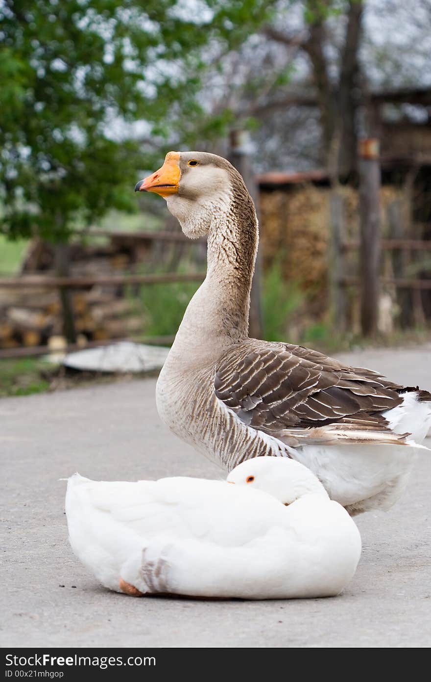 Two farm birds, gray goose is standing, white goose is sitting. Two farm birds, gray goose is standing, white goose is sitting