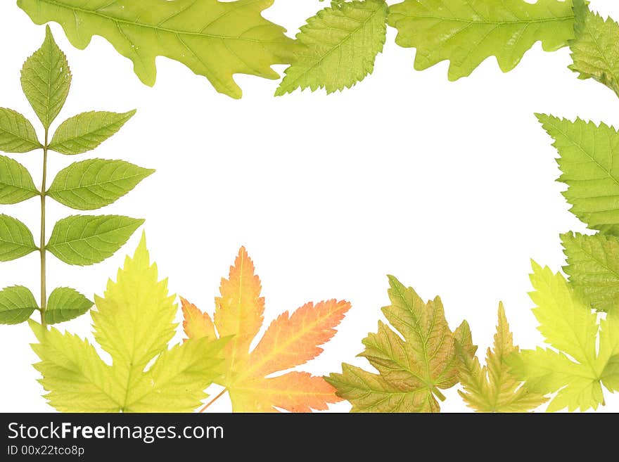 Fresh Spring leaves as a frame or border. Fresh Spring leaves as a frame or border