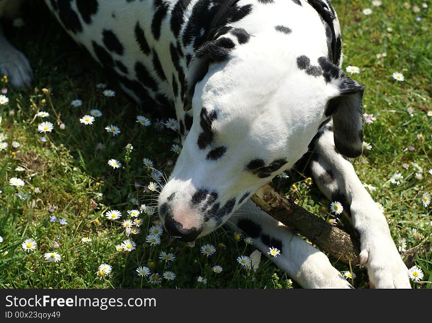 Dalmatian and some flowers.