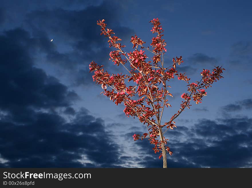 Red paradisaical apple-tree on background of dark sky