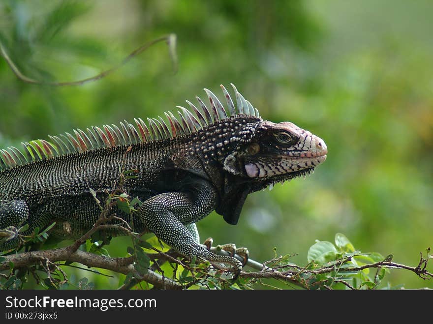 Iguana