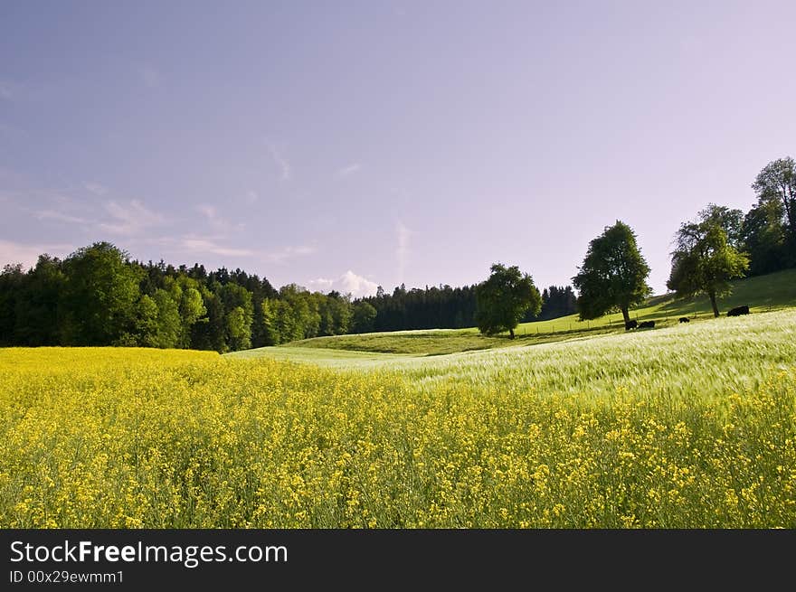 Typical spring fields in the swiss landscape. Typical spring fields in the swiss landscape