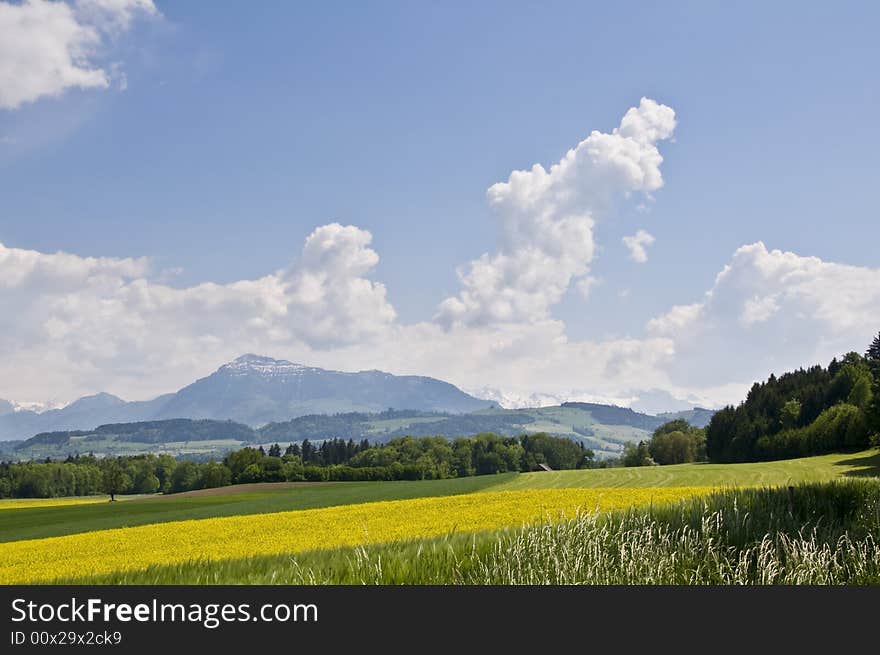 Typical spring fields in the swiss landscape. Typical spring fields in the swiss landscape