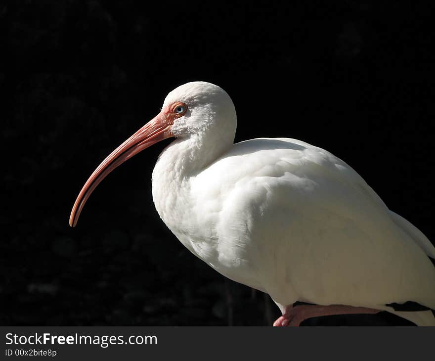 White egret resting in dark background. White egret resting in dark background