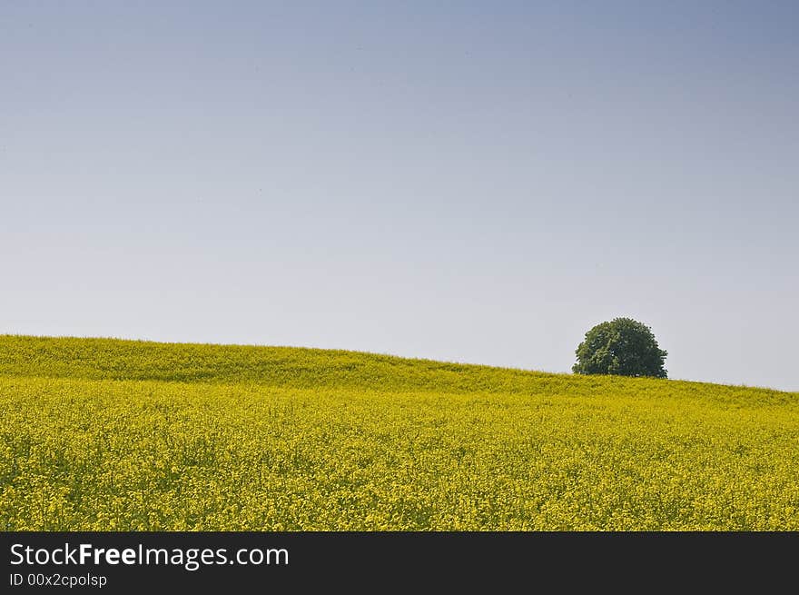 Typical spring fields in the swiss landscape. Typical spring fields in the swiss landscape