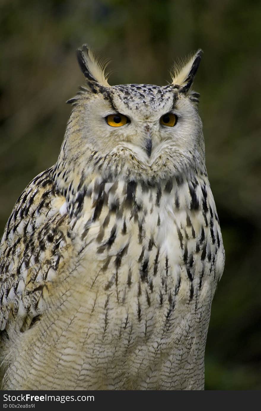 Portrait of a eagle owl