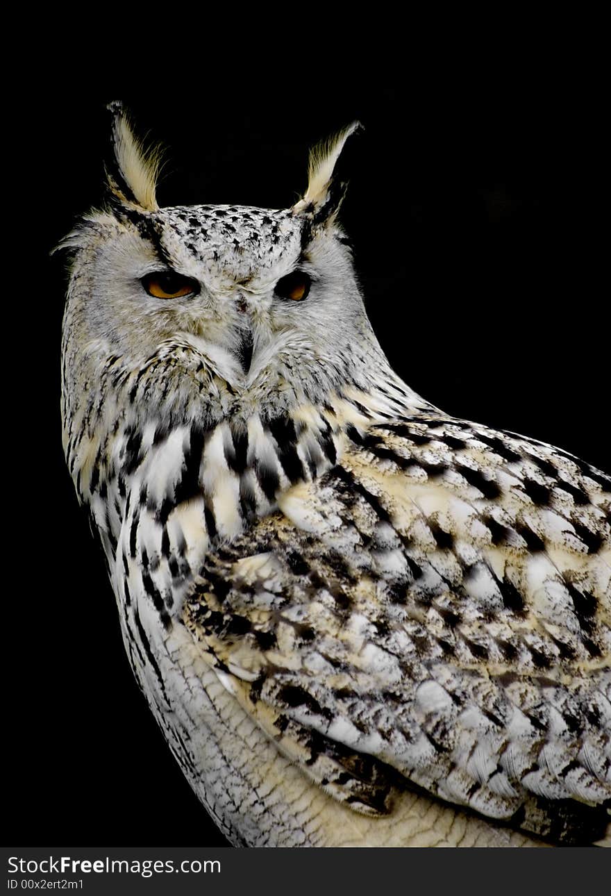 Portrait of a eagle owl