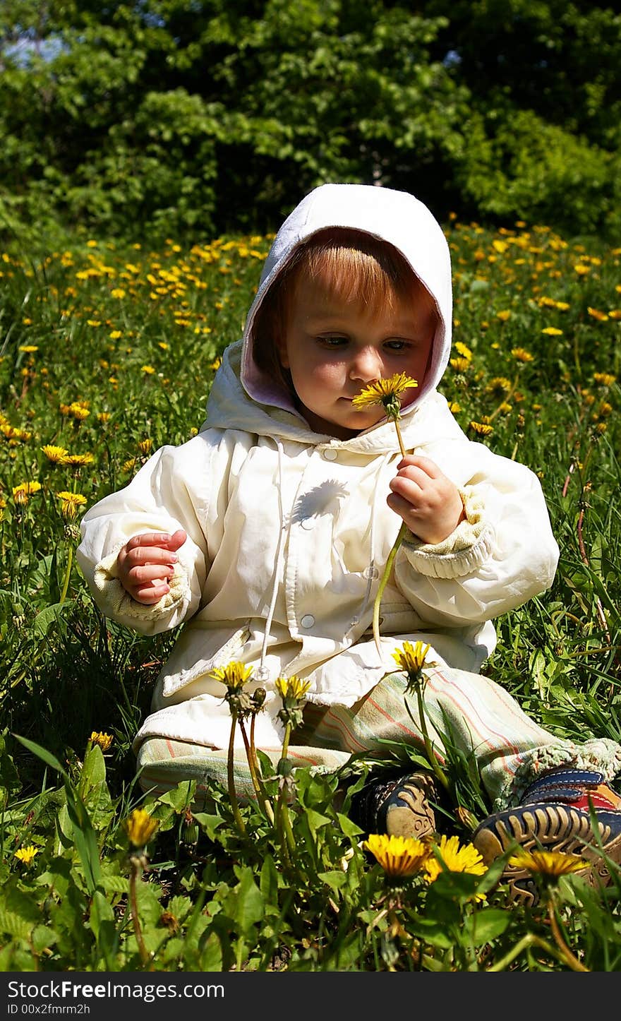 Smalll Girl Holds A Yellow Dandelion