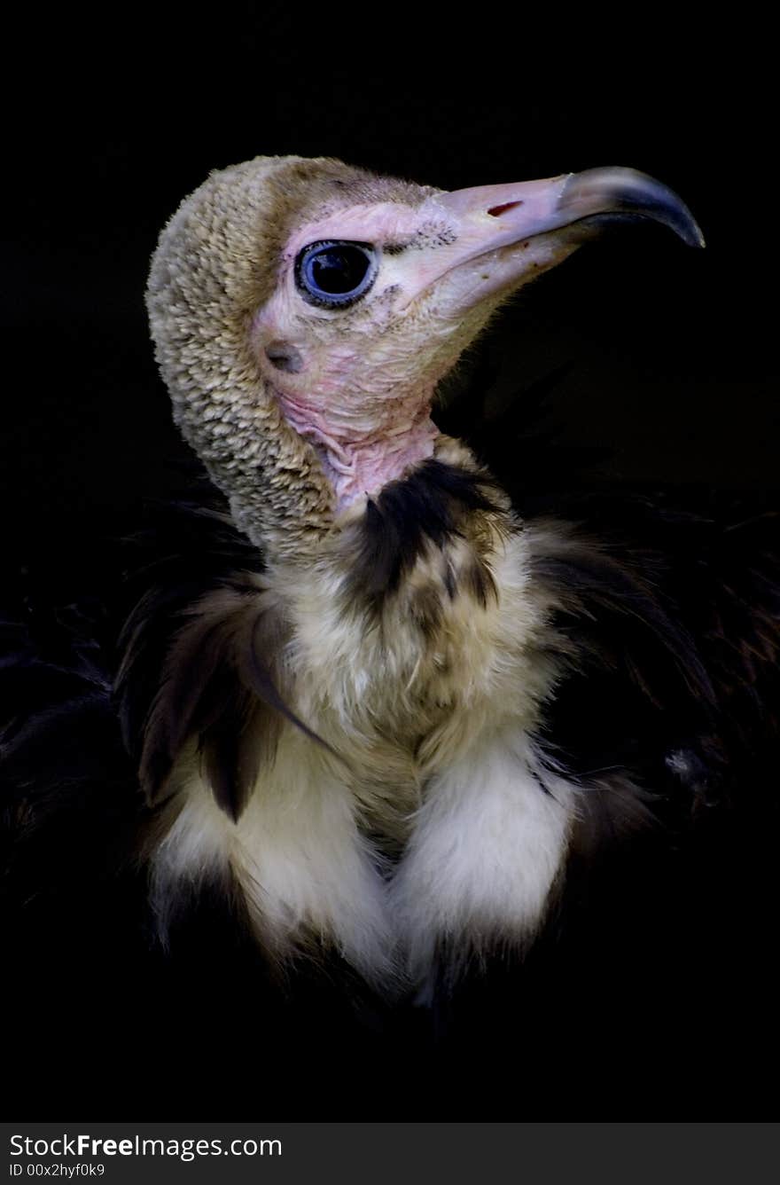 Hooded Vulture