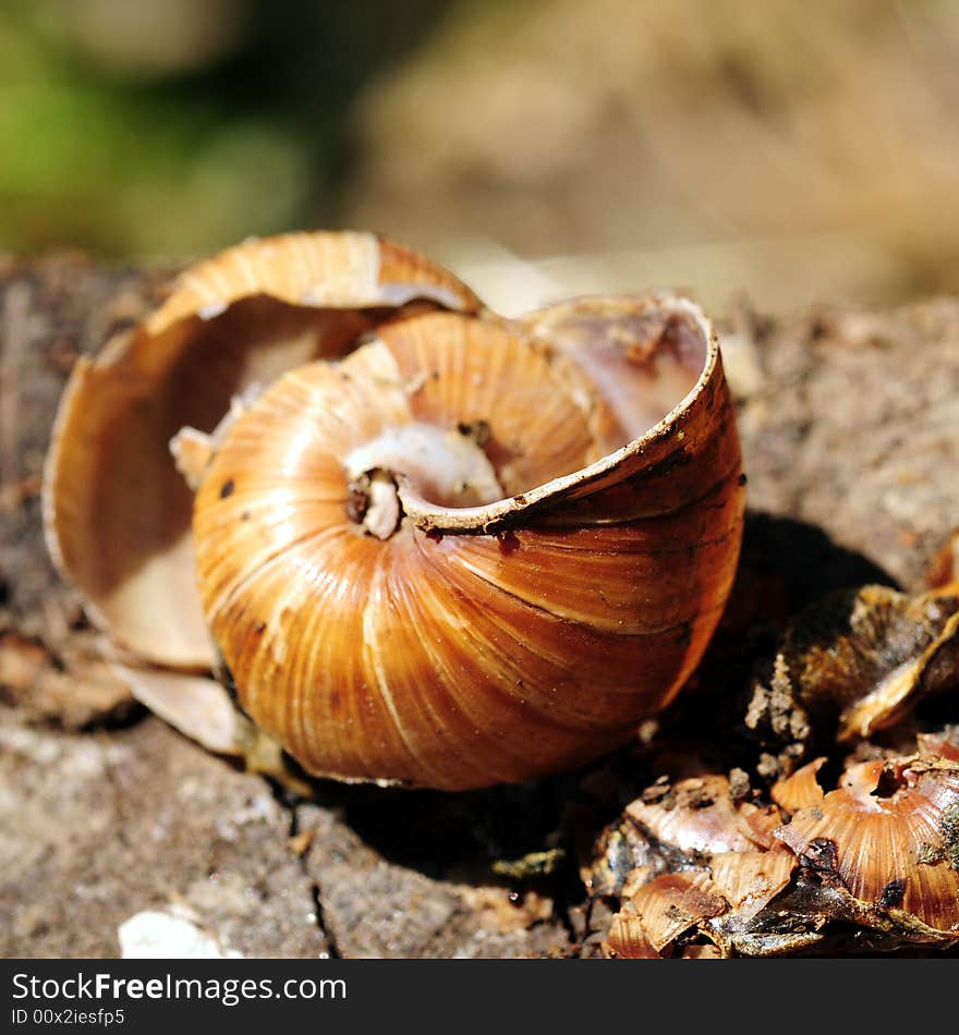 A view with a broken empty snail shell