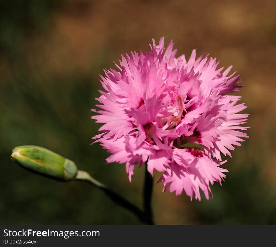 Beautiful flower