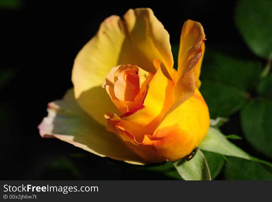 Close up of a yellow rose