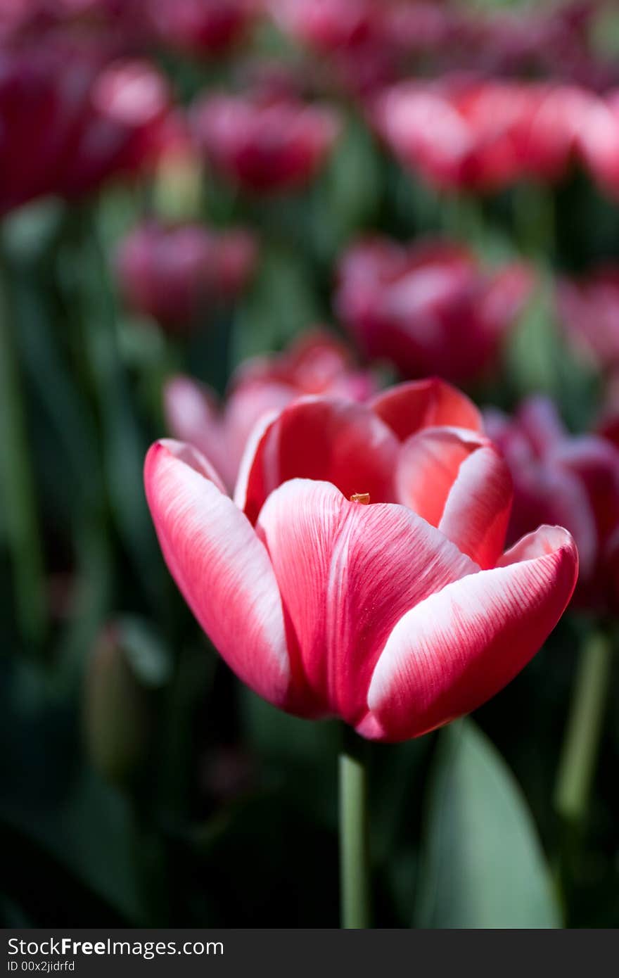 Red tulip field in holland