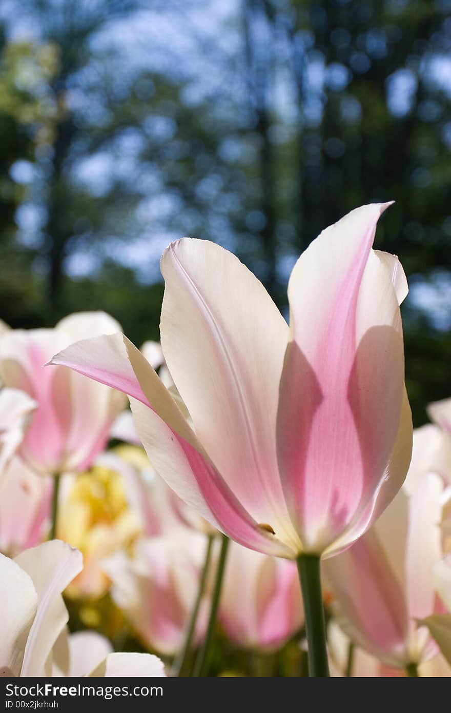 Pink Tulip Field