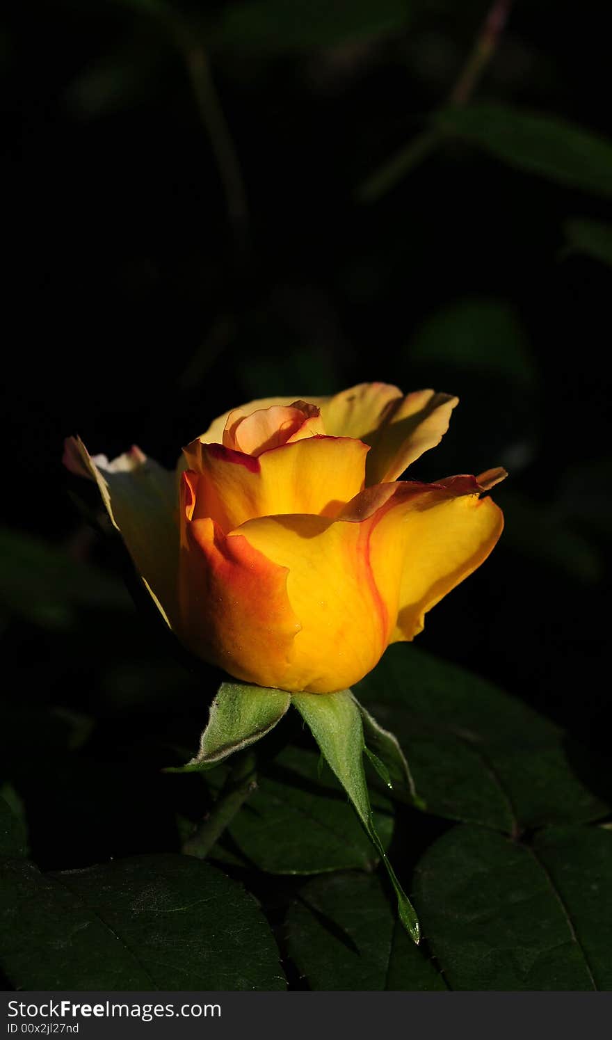 Close up of a yellow rose