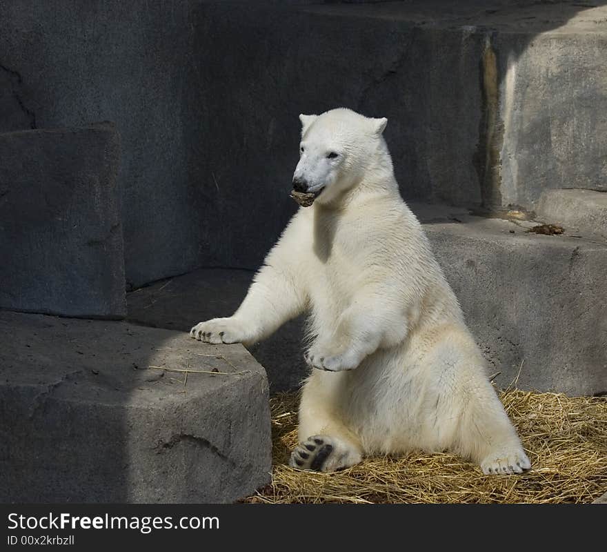 Little polar bear playing