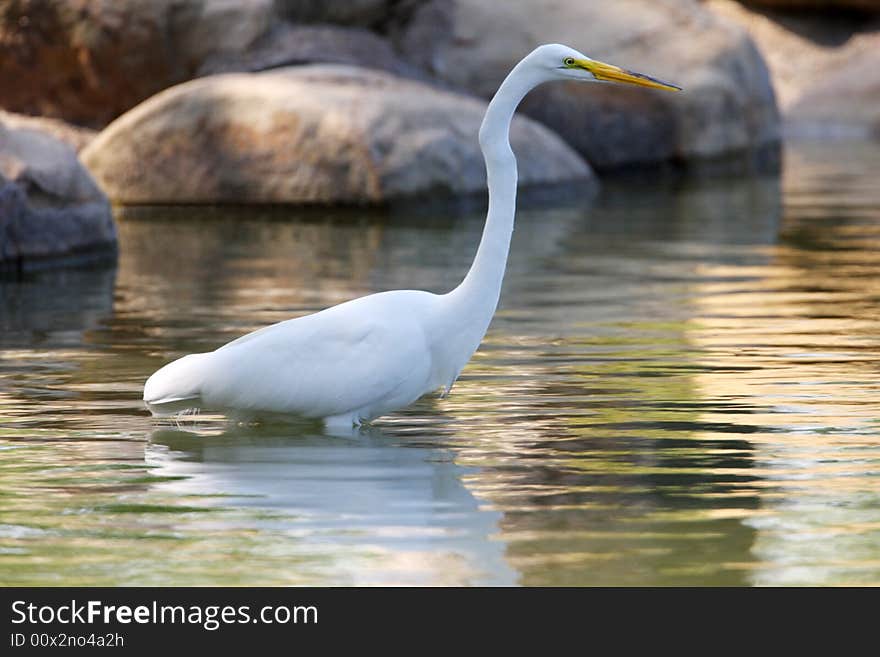 A large majestic bird, stalking a pond for food. A large majestic bird, stalking a pond for food