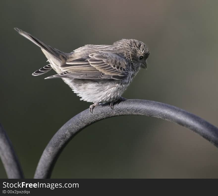 A baby house finch waiting for food from a parent. A baby house finch waiting for food from a parent