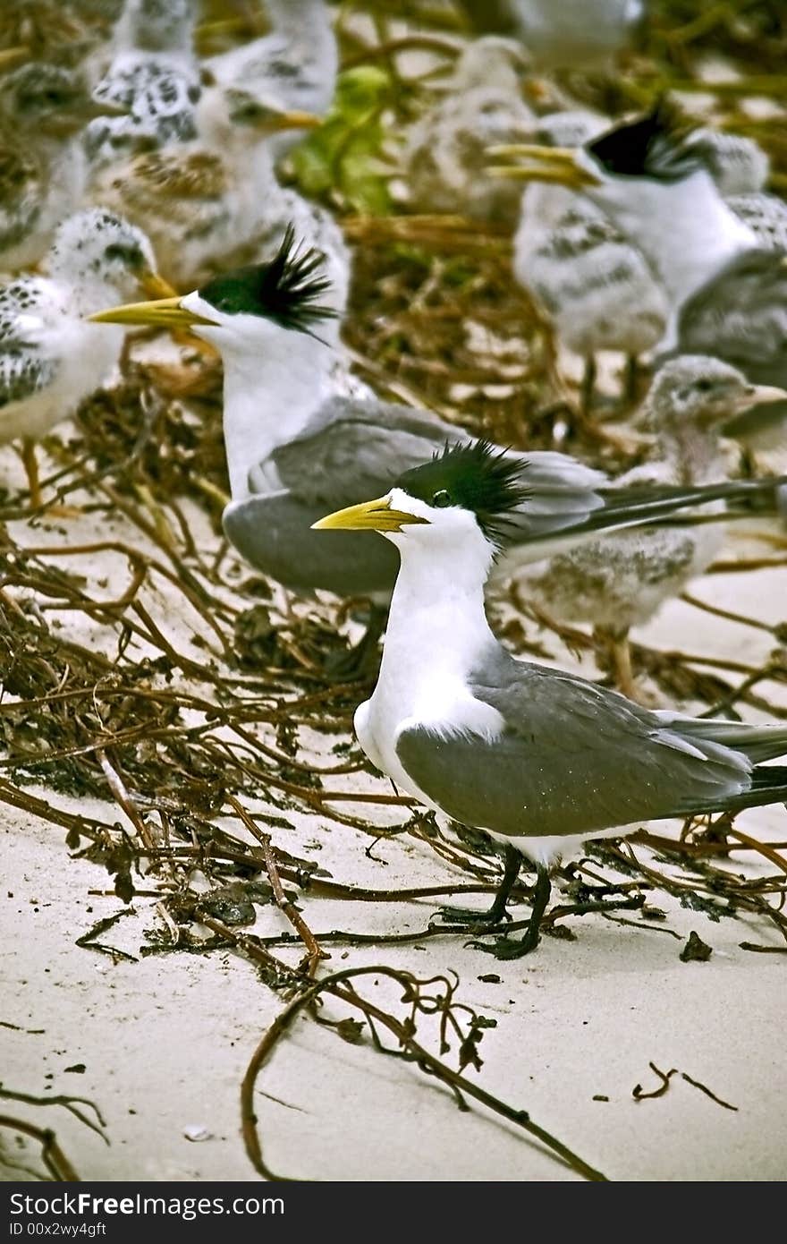 Terns