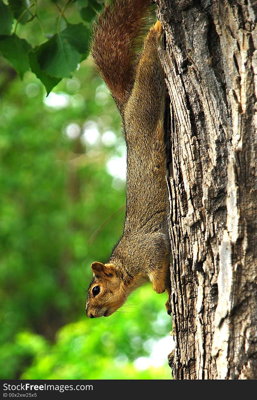 Squirrel Hanging Around