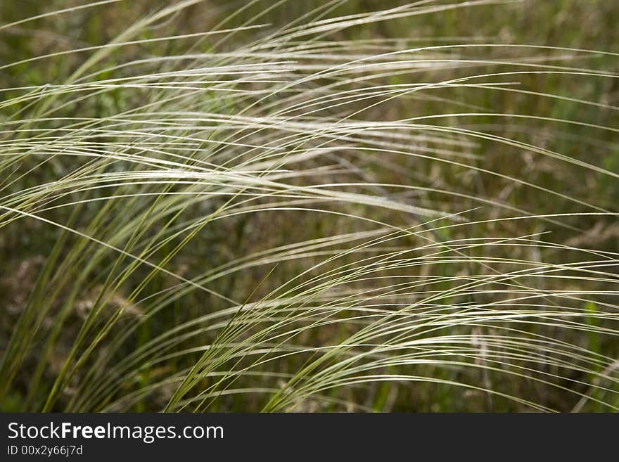 Green herb illuminated sun, background